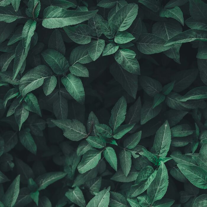 Vetiver