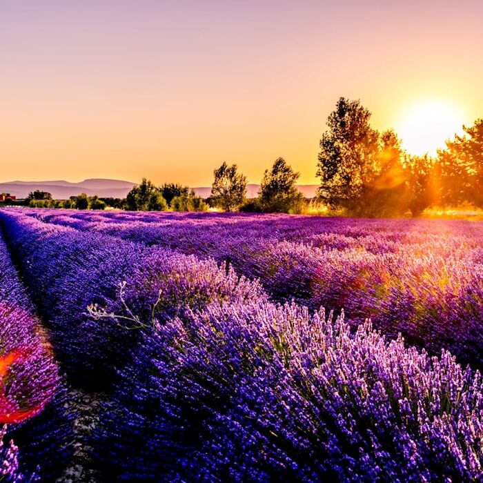 Lavender